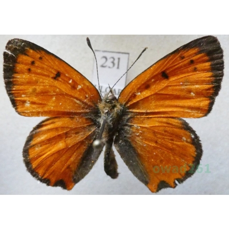 Lycaena ottomana (Lefèbvre, 1830) male Czerwończyk ottomański Bulgaria23l